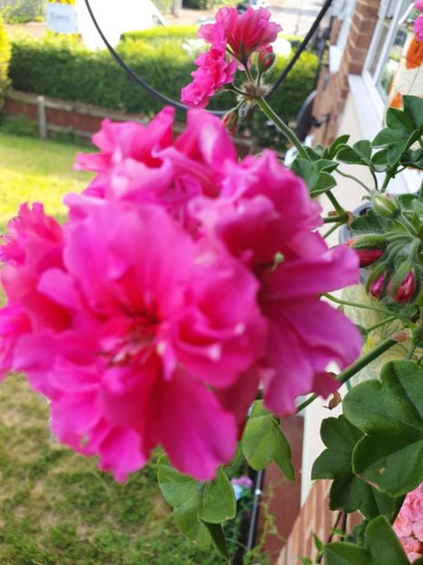 Messenger_creation_38AADB62-894C-4625-8215-F98D86BF02CD - 3 Pelargonium