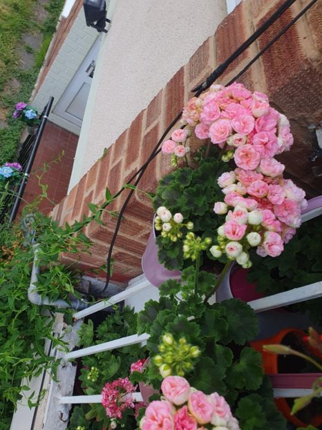 Messenger_creation_B6A07779-D5BD-4B5B-809B-5A79A3F5576E - 3 Pelargonium