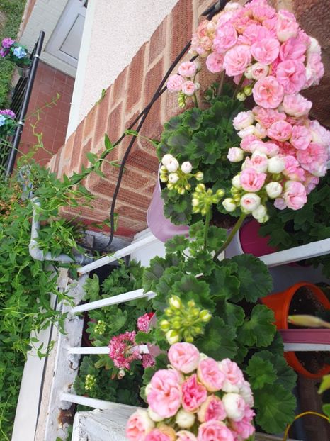 Messenger_creation_6A7C8337-8E8E-4483-BAB0-10593CA500F9 - 3 Pelargonium