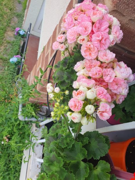 Messenger_creation_F3ABC093-788F-4BC5-82DA-1F65215E4D9F - 3 Pelargonium