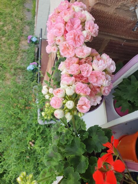 Messenger_creation_9C5F342B-1568-4CA9-ACDD-C95671BB0002 - 3 Pelargonium