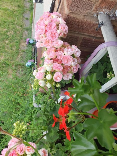 Messenger_creation_34D40515-F12D-4BAE-AD44-D2C4EC8E6D50 - 3 Pelargonium