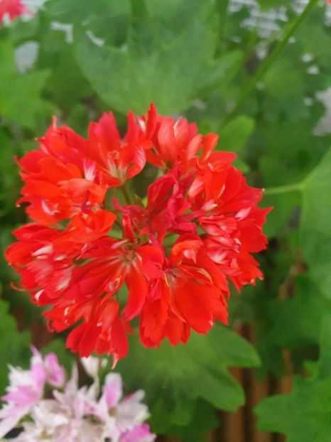 Messenger_creation_34EB4D07-645A-48D4-B907-5D773A69FAF2 - 3 Pelargonium