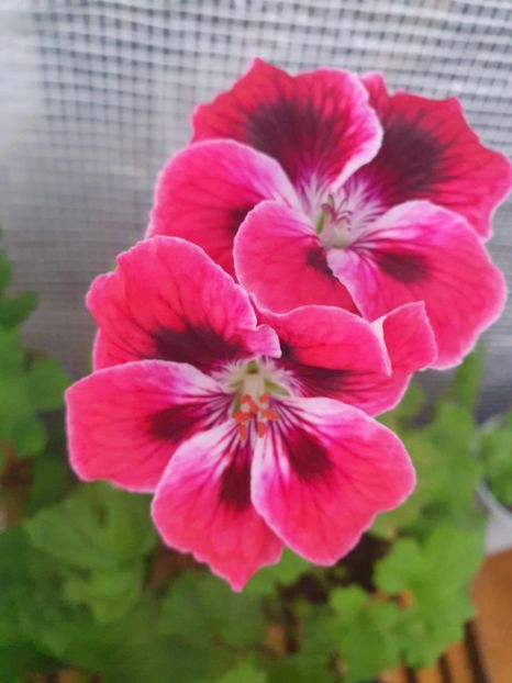 Messenger_creation_AF789F1C-81C0-4BB2-80A8-7DB730C2E406 - 3 Pelargonium