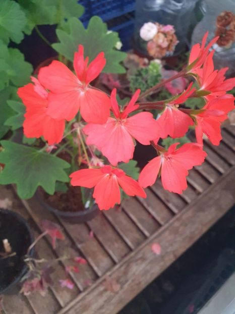 Messenger_creation_D5E5550F-6E1D-4783-8C5D-ABA93999C89C - 3 Pelargonium