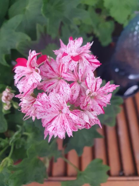 Messenger_creation_7FC7C214-E65A-4F31-B0B7-B133C95ADC66 - 3 Pelargonium