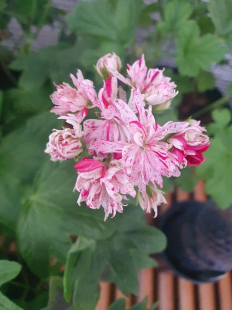 Messenger_creation_15F0062C-F9AF-4CC7-9B10-555E35A32ABB - 3 Pelargonium