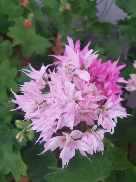 Messenger_creation_13D46672-B9CE-4D5E-9E48-D8874597626F - 3 Pelargonium