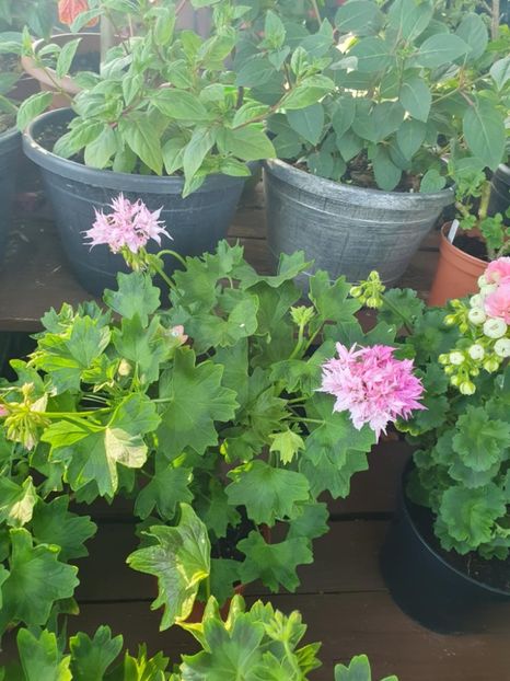 Messenger_creation_147A89BE-23F9-4B41-B84F-B055C8D284F6 - 3 Pelargonium