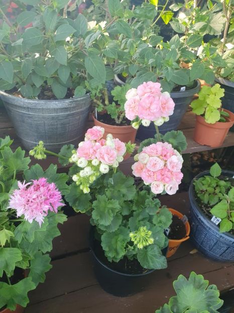 Messenger_creation_3267B99C-3AED-413A-9564-F448F1465490 - 3 Pelargonium