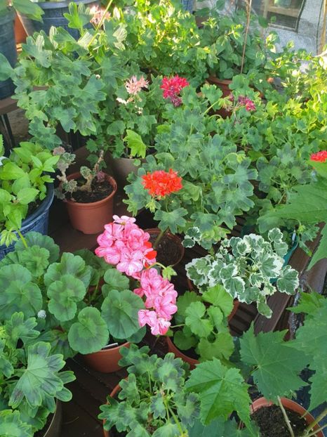 Messenger_creation_C1CFBF07-2187-4A30-9C84-AF4004F9E9F9 - 3 Pelargonium