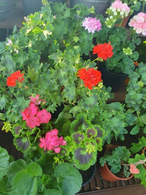 Messenger_creation_66D2642C-36E8-474D-B5AC-933B066EC403 - 3 Pelargonium