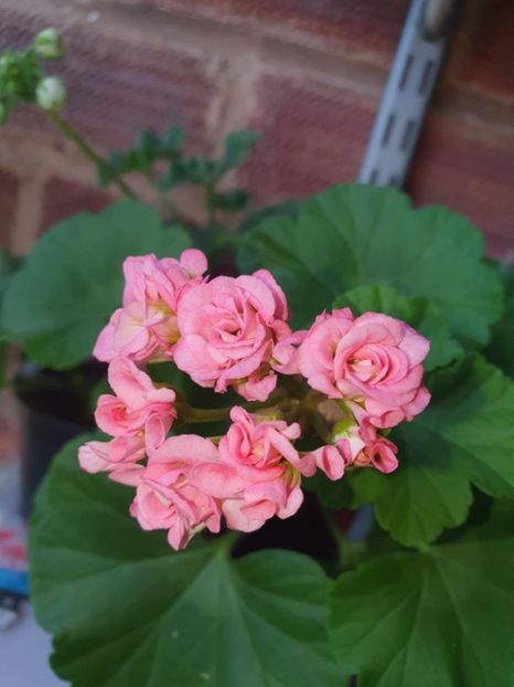 Messenger_creation_51389BEA-22F6-4AF6-B787-358AD2148C55 - 3 Pelargonium