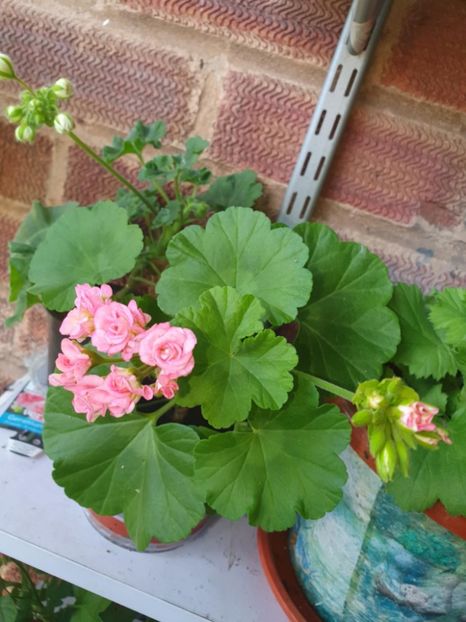 Messenger_creation_47AA90C6-C554-4C50-A4B2-39E9720F9347 - 3 Pelargonium