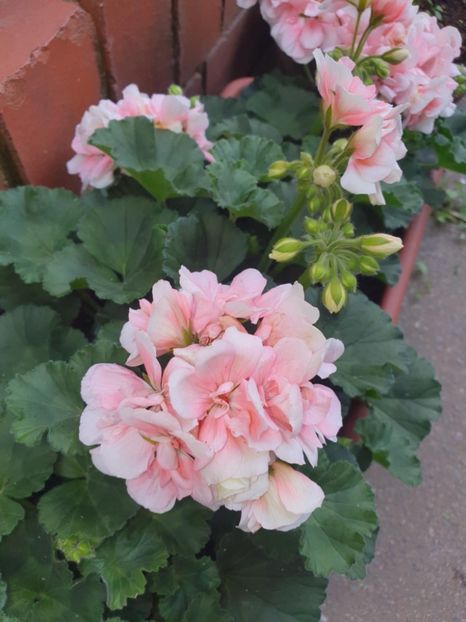 Messenger_creation_672009AD-B8F7-4A8E-A9AA-B884375407C6 - 3 Pelargonium