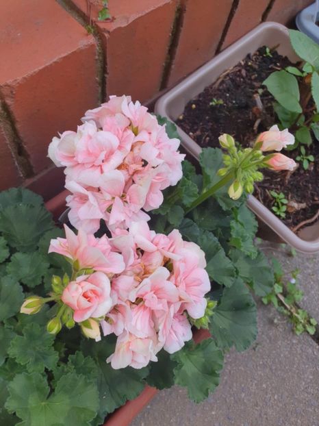 Messenger_creation_6994D75F-3DB9-4ED7-9AC9-4EFF7B389F19 - 3 Pelargonium