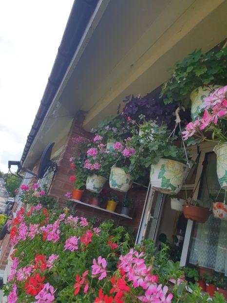 Messenger_creation_0BF3CF12-3344-4BB1-8488-A0C24E92A692 - 3 Pelargonium