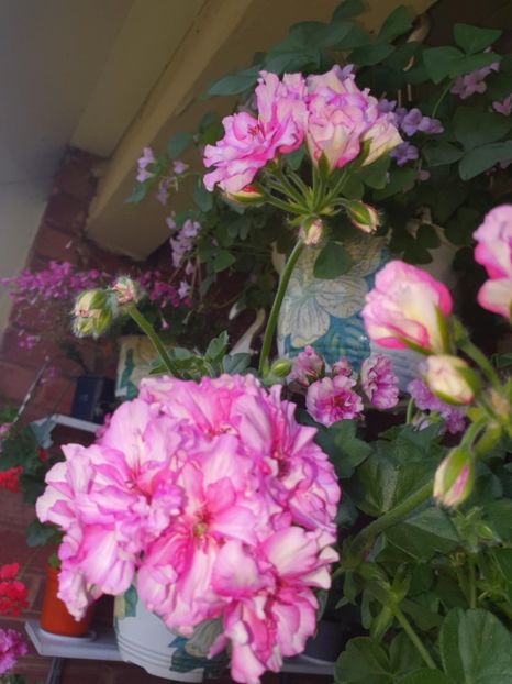 Messenger_creation_AB4171B2-1784-4C96-9204-1EDEA27F87B1 - 3 Pelargonium