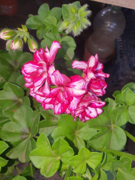 Messenger_creation_0ED9EA3A-6FC2-4AC0-8B13-1D29F64E0C3E - 3 Pelargonium