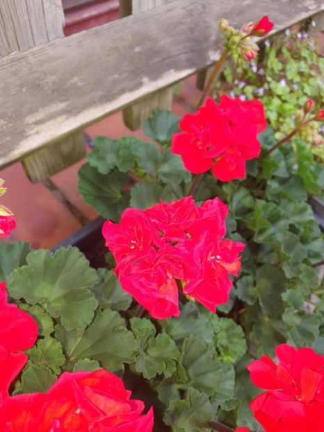 Messenger_creation_F4636DA0-62D5-4FE7-AFFD-54147A5EFF94 - 3 Pelargonium