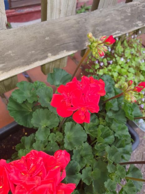 Messenger_creation_D78268D2-95F5-42E9-A91A-FE91F12CD9A6 - 3 Pelargonium