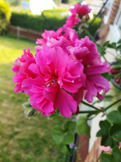 Messenger_creation_7CE5DA94-5A72-487C-AB89-5A8BD61430F7 - 3 Pelargonium