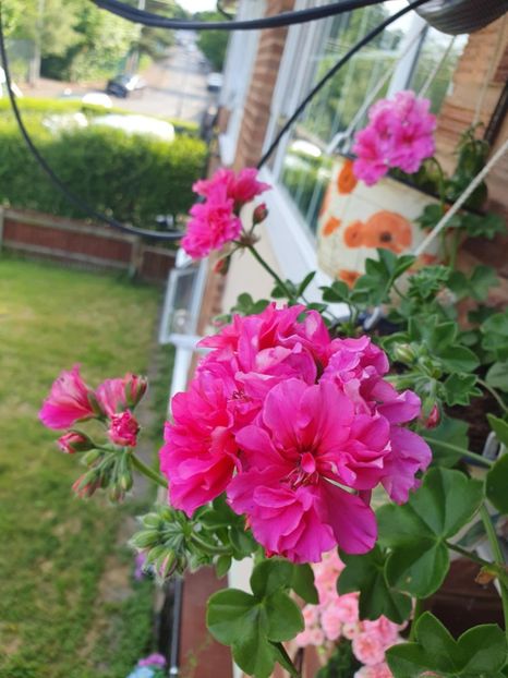 Messenger_creation_2EA23761-E982-4BD5-B527-83EDB3644C13 - 3 Pelargonium