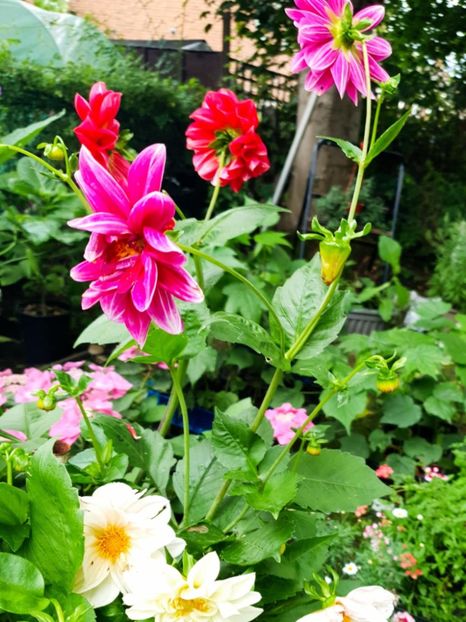 Messenger_creation_5E7E381B-46B5-4681-9C25-778ED7508EF2 - - Dalii