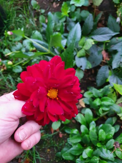 Messenger_creation_D6FDFE23-2E74-4274-87DA-8BA039C1BC32 - - Dalii