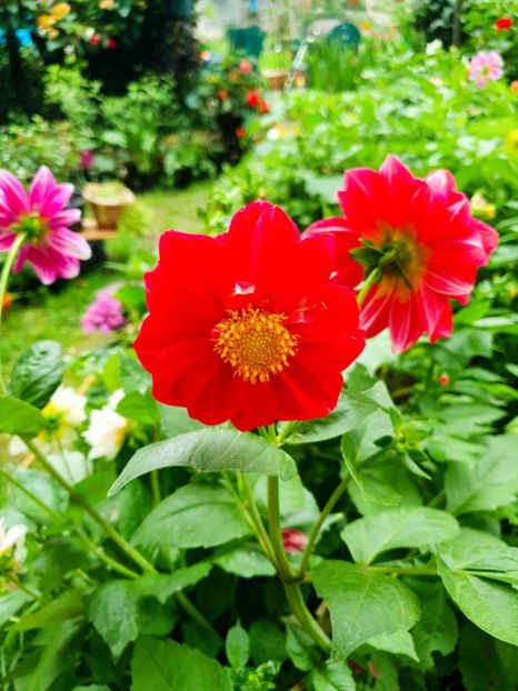 Messenger_creation_5FB53782-879B-4B1A-9C36-29CE5D3E67C7 - - Dalii