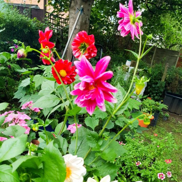 Messenger_creation_3D5A0A4A-0935-4951-9B58-D1BB453EF7C4 - - Dalii