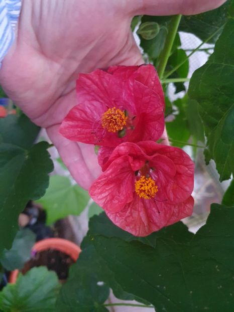 Messenger_creation_34355C59-12BD-4EDE-95F0-93F27A0035C1 - - Abutiloni 2025