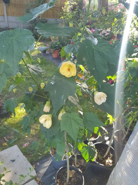 Messenger_creation_58B07720-AACC-4D23-BDD6-6085645614DA - - Abutiloni 2025