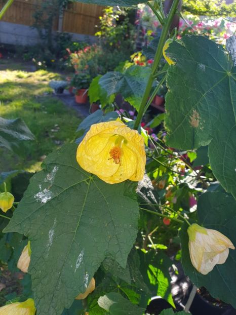 Messenger_creation_20C2CB09-88A5-43CC-B6F5-28B55A1D6881 - - Abutiloni 2025