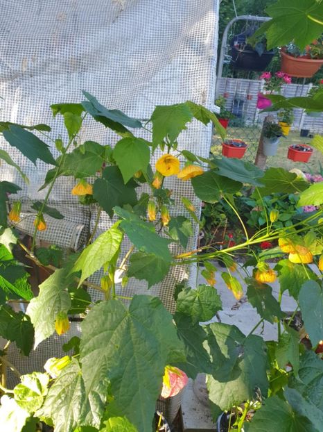 Messenger_creation_C56A2EB5-BA7F-407F-965C-9CB3A5A7C064 - - Abutiloni 2025