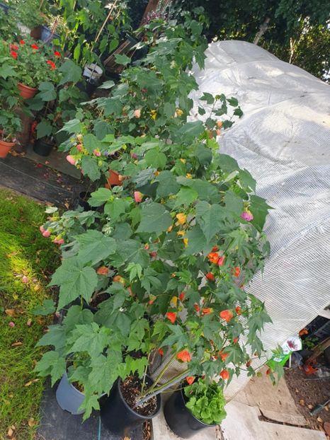 Messenger_creation_0745A8B9-71C6-47D2-B585-B9E803EF06F9 - - Abutiloni 2025