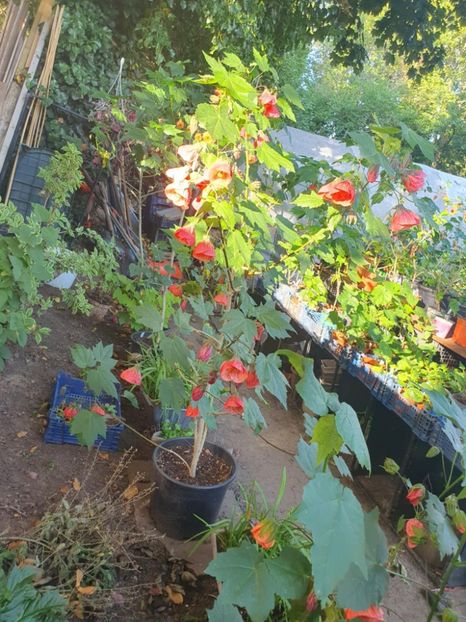 Messenger_creation_B2960772-C9EE-4697-9B58-5683C5BEE0F1 - - Abutiloni 2025