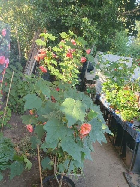 Messenger_creation_9A27A671-2DA0-4490-8F7A-AF286445C139 - - Abutiloni 2025