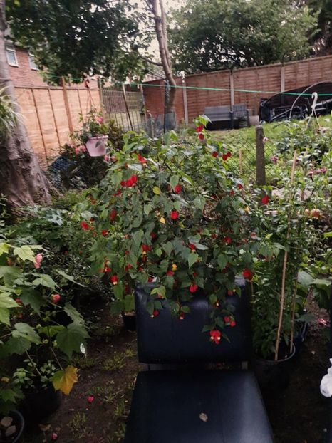 Messenger_creation_16D321C1-DDF2-4F2C-9286-7465A9781B1B - - Abutiloni 2025