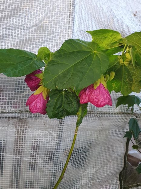 Messenger_creation_E15B6F44-9FA0-4C0A-8D5B-D4E8C9687BC5 - - Abutiloni 2025