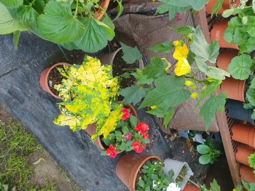 Messenger_creation_CF908C97-4424-465A-8DF4-DEF4D11C15EB - - Abutiloni 2025