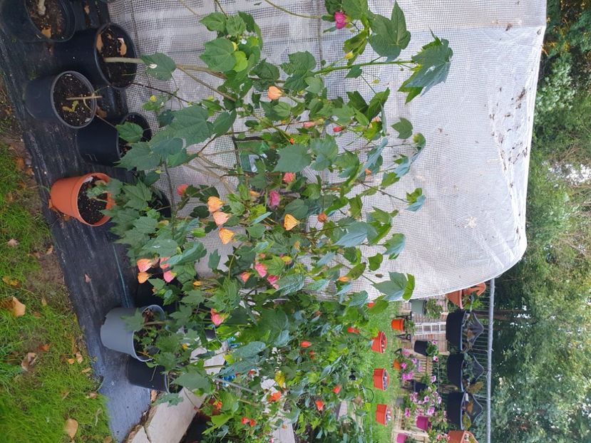 Messenger_creation_3CBAFE94-A83D-46E0-B0D7-32DB60209CFD - - Abutiloni 2025