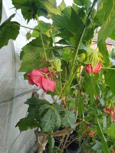 Messenger_creation_F0EBBA68-3012-4E8B-B833-81E50AFF391D - - Abutiloni 2025