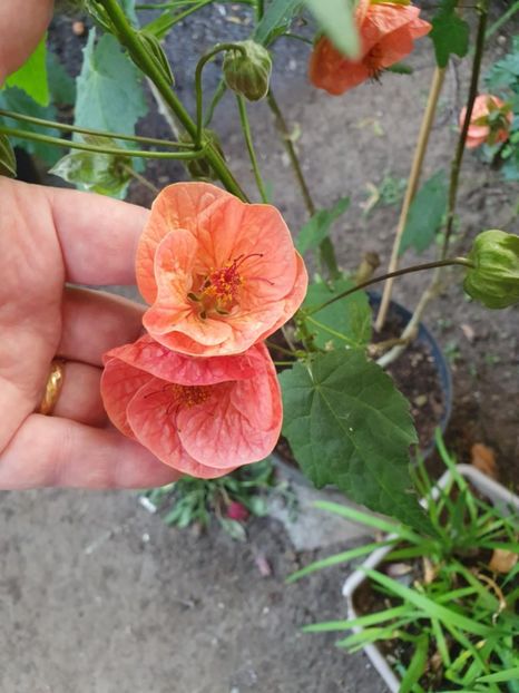 Messenger_creation_51B6D60D-57DF-4705-B294-92EF76EFC724 - - Abutiloni 2025