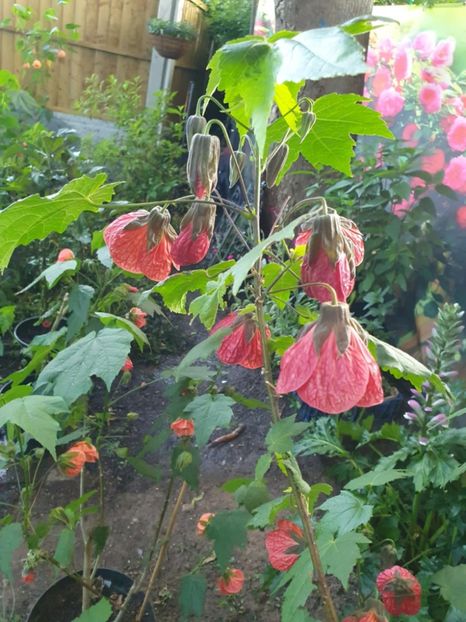 Messenger_creation_94880619-1A33-40A1-B7ED-EA9EEDB62CD1 - - Abutiloni 2025