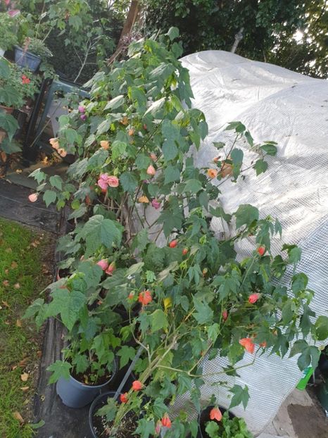 Messenger_creation_857B6AC6-E56B-42D9-A8C1-8E43324E5C13 - - Abutiloni 2025