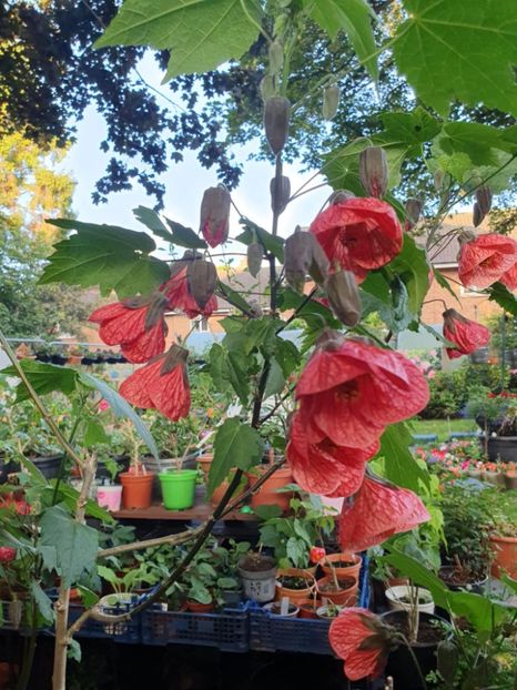 Messenger_creation_64D87B69-1381-4416-84A5-1DD7B258E9BE - - Abutiloni 2025