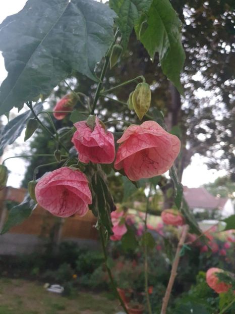 Messenger_creation_C111F4D6-3526-4DF3-9271-F6B2D9EBC528 - - Abutiloni 2025