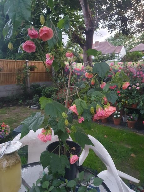 Messenger_creation_4E279890-08B3-4188-999A-470448C43F9D - - Abutiloni 2025