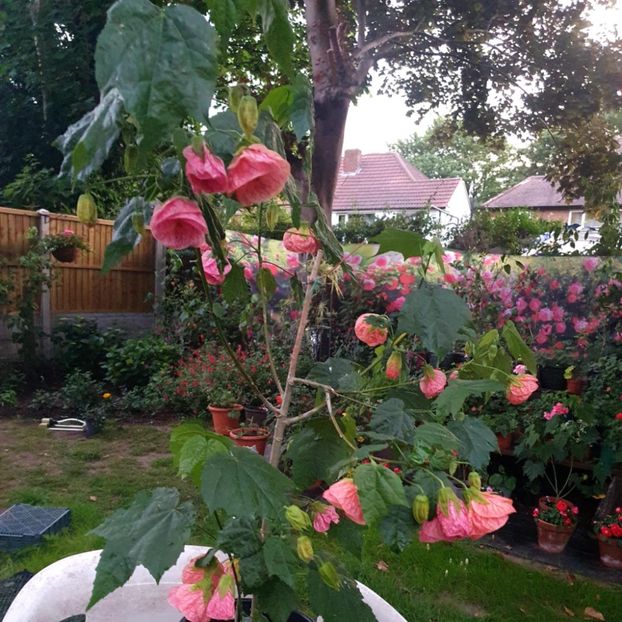 Messenger_creation_F3320808-C429-4E0F-A17D-FC1EE319303A - - Abutiloni 2025